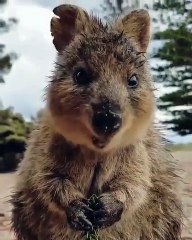 Quokka chowing down on some pine tree noms.