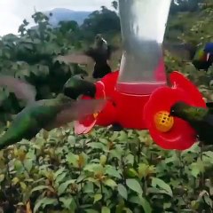 Rainforest mornings with hummingbirds