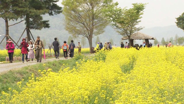 봄기운 완연한 주말...유채·수선화 즐기는 상춘객 북적 / YTN