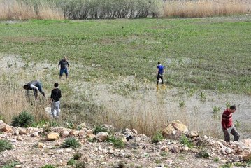 Milyonlarca Balık Kıyıya Vurdu, Duyan Koşarak Gelip Çuval Çuval Topladı