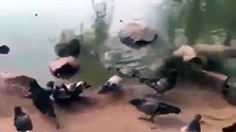 Un pigeon trop curieux se fait avaler par un tortue gourmande