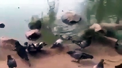 Un pigeon trop curieux se fait avaler par un tortue gourmande