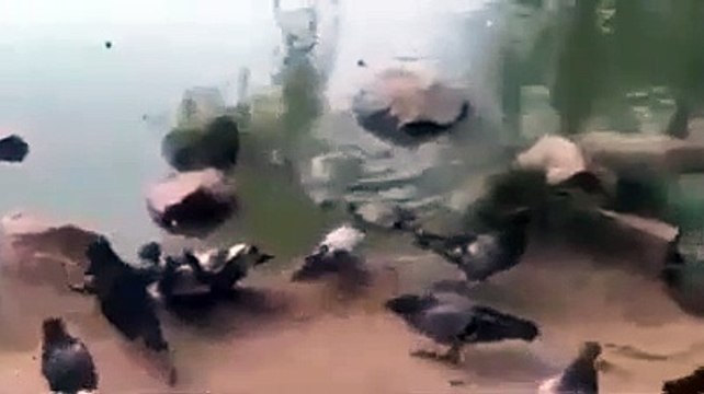 Un pigeon trop curieux se fait avaler par un tortue gourmande