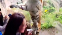 Un tigre surprend des touristes au zoo... Impressionnant