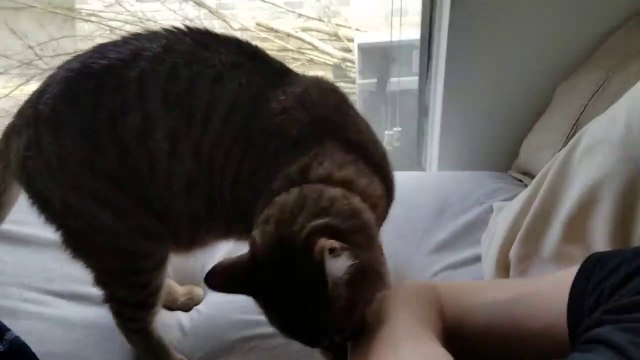 Quand ton chat déteste ta voix... Arrete de chanter