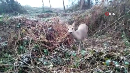 Düzce'de yaban hayatı fotokapanlarla görüntülendi