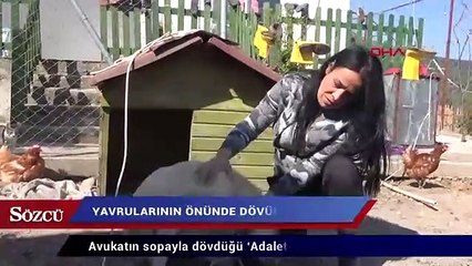 Avukatın sopayla dövdüğü ‘Adalet’ kör oldu