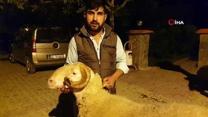 Çalınan koçu 5 saatte bulundu, polis ekiplerine teşekkür etti