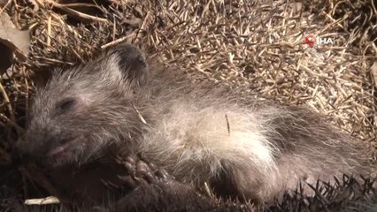 Antalya'da 25 Kirpi Leşi Bulundu