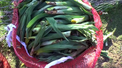 Baharın müjdecisi Gülbahar bitkisi havaların ısınmasıyla birlikte kendini gösterdi