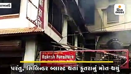 ઘરમાં લાગેલી આગમાં શ્વાનની સતર્કતાથી 30 લોકોનો જીવ બચ્યો