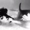 Guy Comes Across Curious Hammerhead While Shark Diving