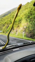 Sneaky Snake Surprises Family