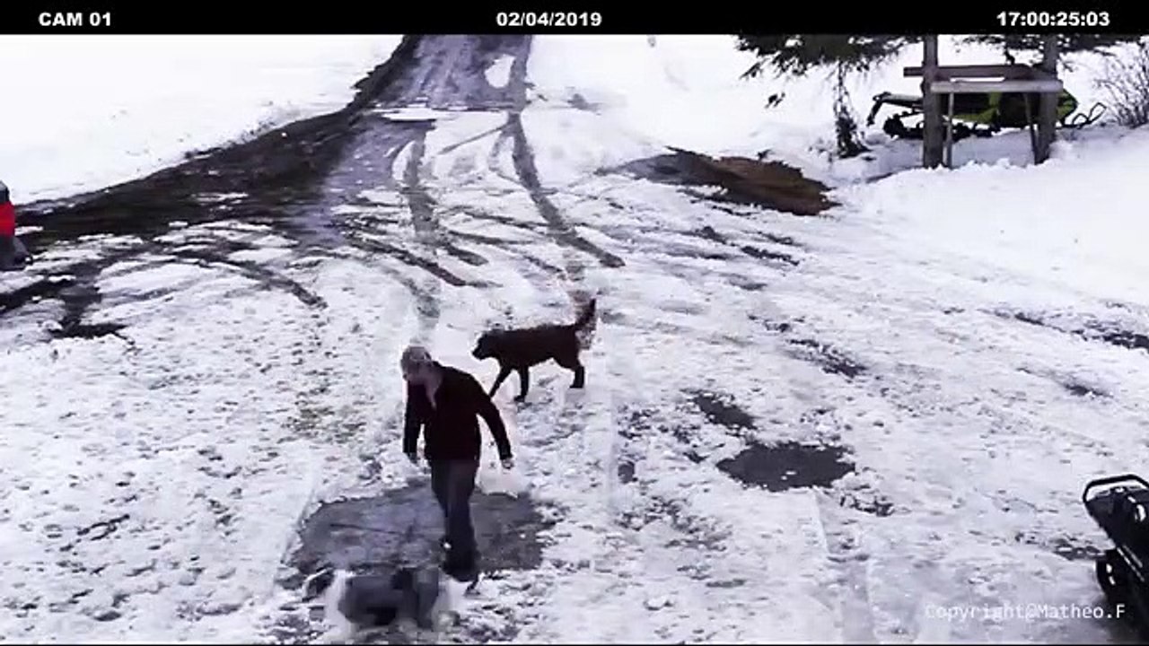 Un chien empêche un petit chien de se faire écraser