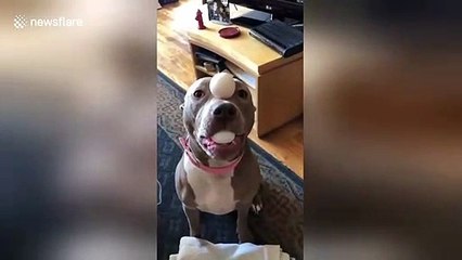 Dog has incredible balancing skills