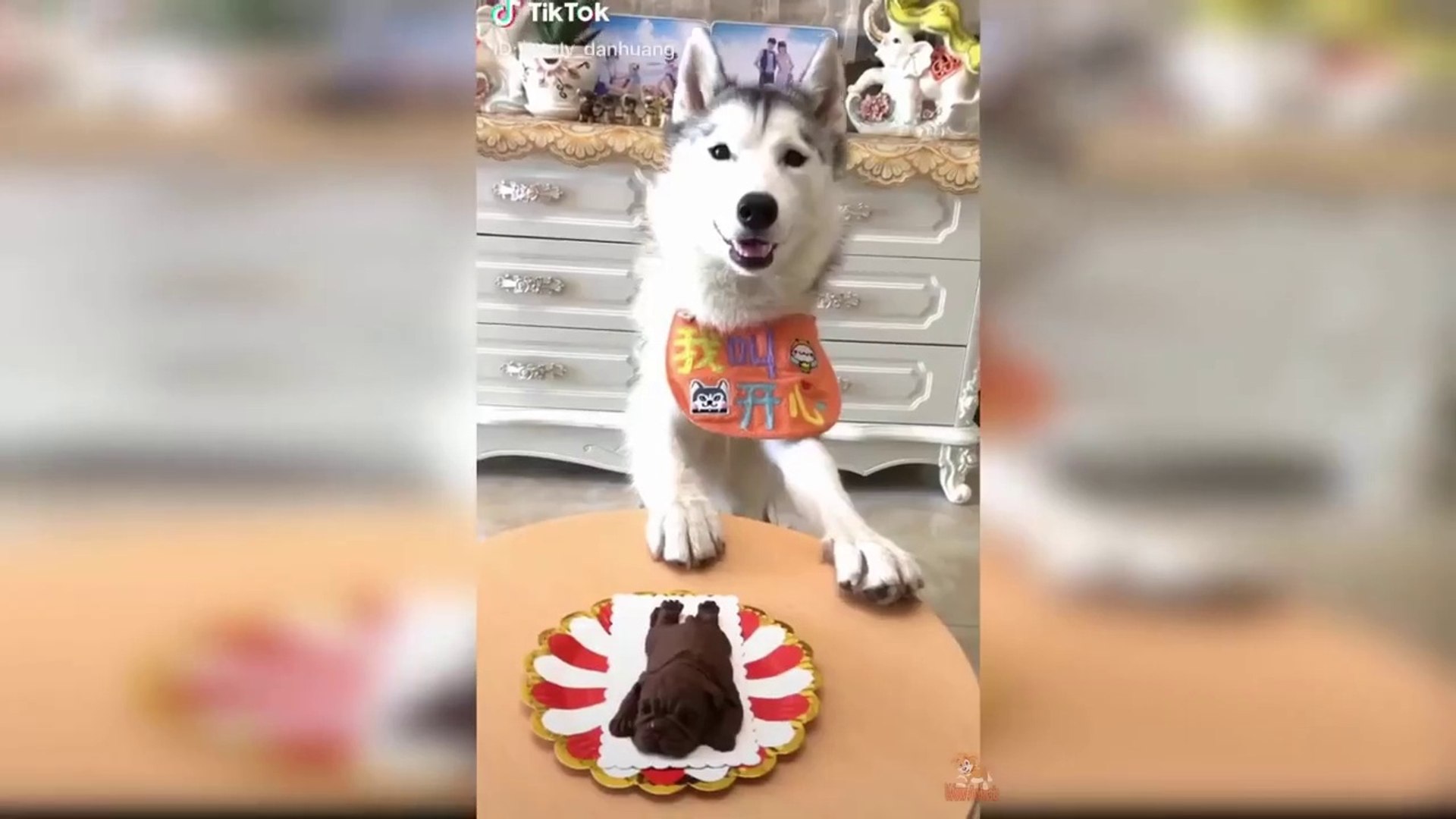 Dog Reaction to Dog Cake - Funny Dog Cake Reaction Compilation