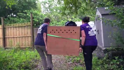 2 Bobcats Go Free
