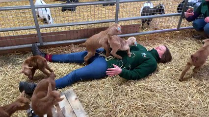 Tiny Goat Stomps Woman's Face