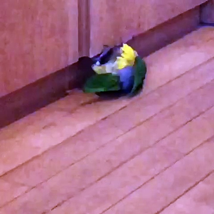 Bizarre Bird Behavior