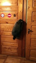 Crafty Raccoon Opens Door with Ease