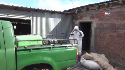 Afşin'de Şarbon Paniği