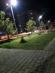 Çocuk Parkında Görüldü, Kentte Büyük Panik Yarattı!