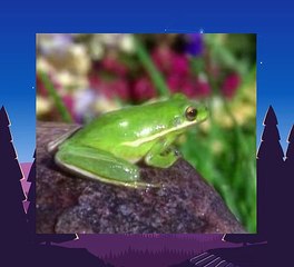 Baby Einstein 03 - Baby Shakespeare - World Of Poetry (06mos)