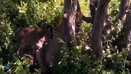 Impressive! Wildebeest Newborn attacked