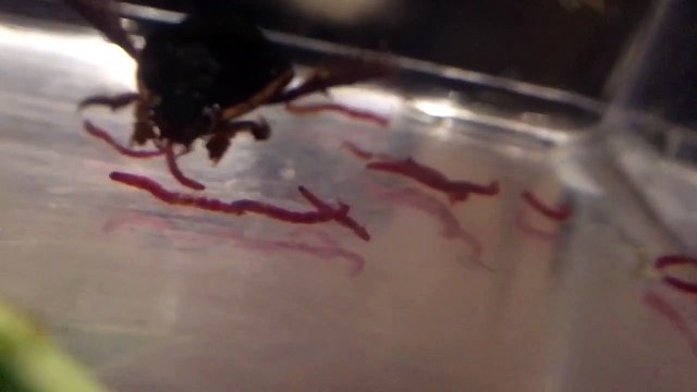 Predaceous Diving Beetle Feeding