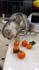 The kitten kick the oranges.