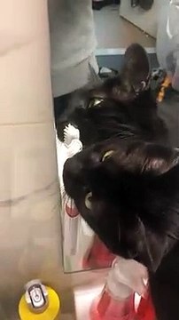 Ce chat se brosse les dents !