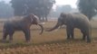 Impressionnant combat d'éléphants... Quelle puissance!!!