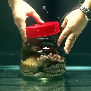 Le poulpe est vraiment un animal très intelligent... La preuve