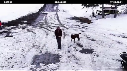 Un chien sauve un chiot sur le point de se faire écraser par une voiture