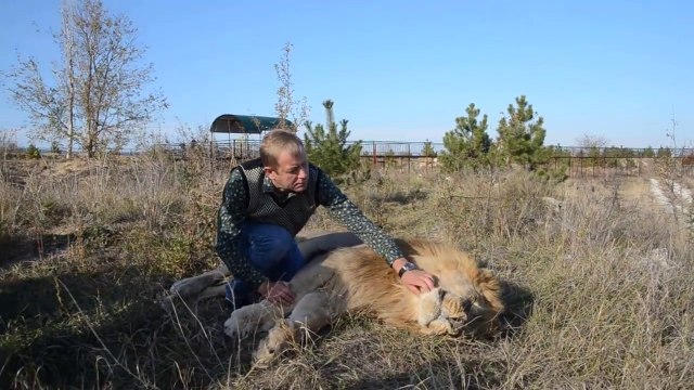 Son lion ne veut pas se réveiller... Gros flemmard