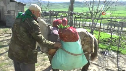 Baharın Müjdecisi Gülbahar Bitkisi Havaların Isınmasıyla Birlikte Kendini Gösterdi