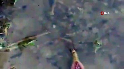 - İran’da 200 milyon yıllık ‘yaşayan fosil’ görüldü