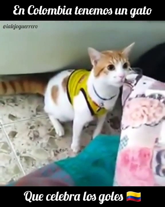 EL GATO QUE GRITA GOL