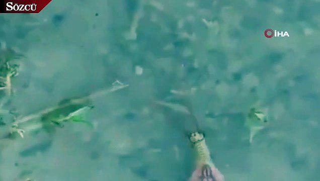 200 milyon yıllık ‘yaşayan fosil’ görüldü