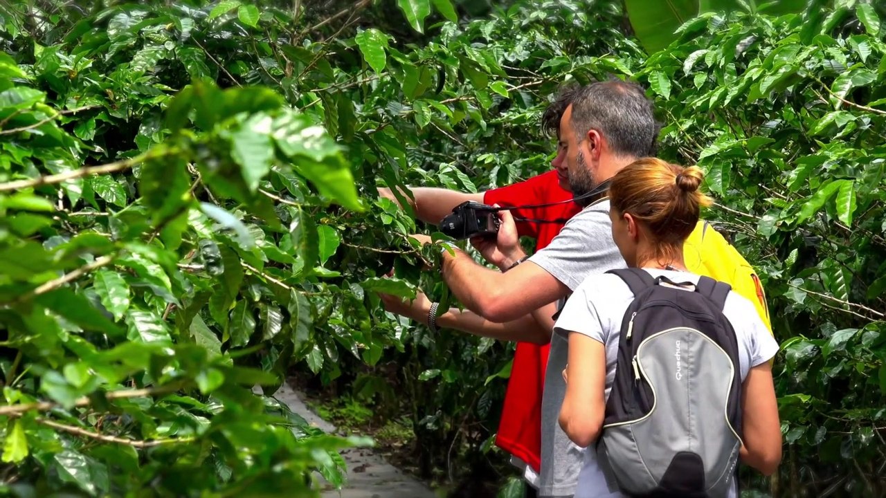 Tour de café Don Juan - Monteverde