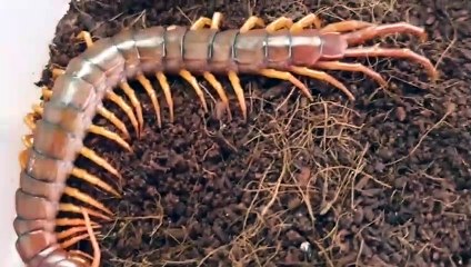 중랑출장안마 -후불100%ョØ7Øh7575nØØ62｛카톡LJ69}중랑전지역출장마사지샵'예약'중랑출장qc안마es중랑출장안마 cos여3중랑출장마사지황형※≒℃중랑콜걸