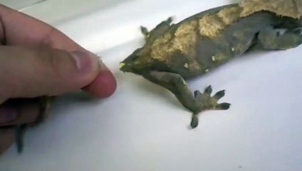 영암출장안마 -후불100%ョØ7Øx7575vØØ62｛카톡QR091｝영암전지역출장마사지샵'예약'영암출장qc안마es영암출장안마 cos여3영암출장마사지황형♪⇔∃영암콜걸