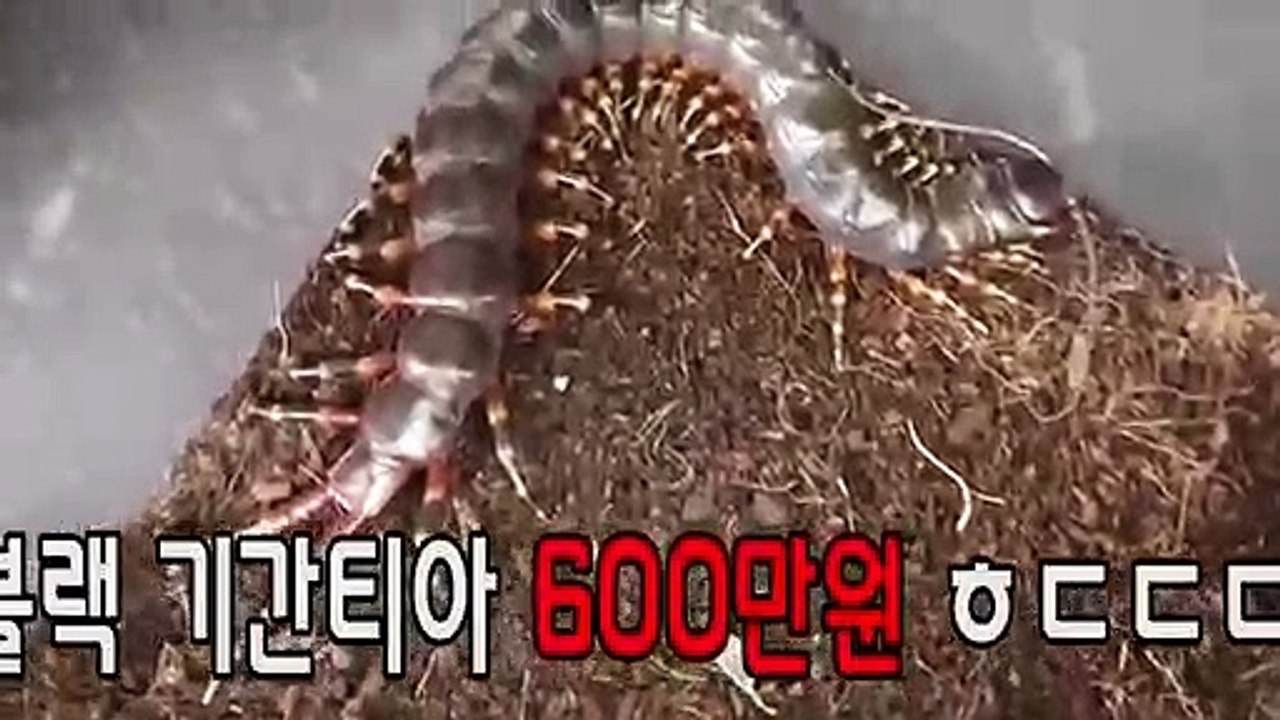 칠곡출장안마 -후불100%ョØ7Øa73Ø1g9649｛카톡KTT010｝칠곡전지역출장마사지샵'예약'칠곡출장qc안마es칠곡출장안마 cos여3칠곡출장마사지황형♪∀칠곡콜걸