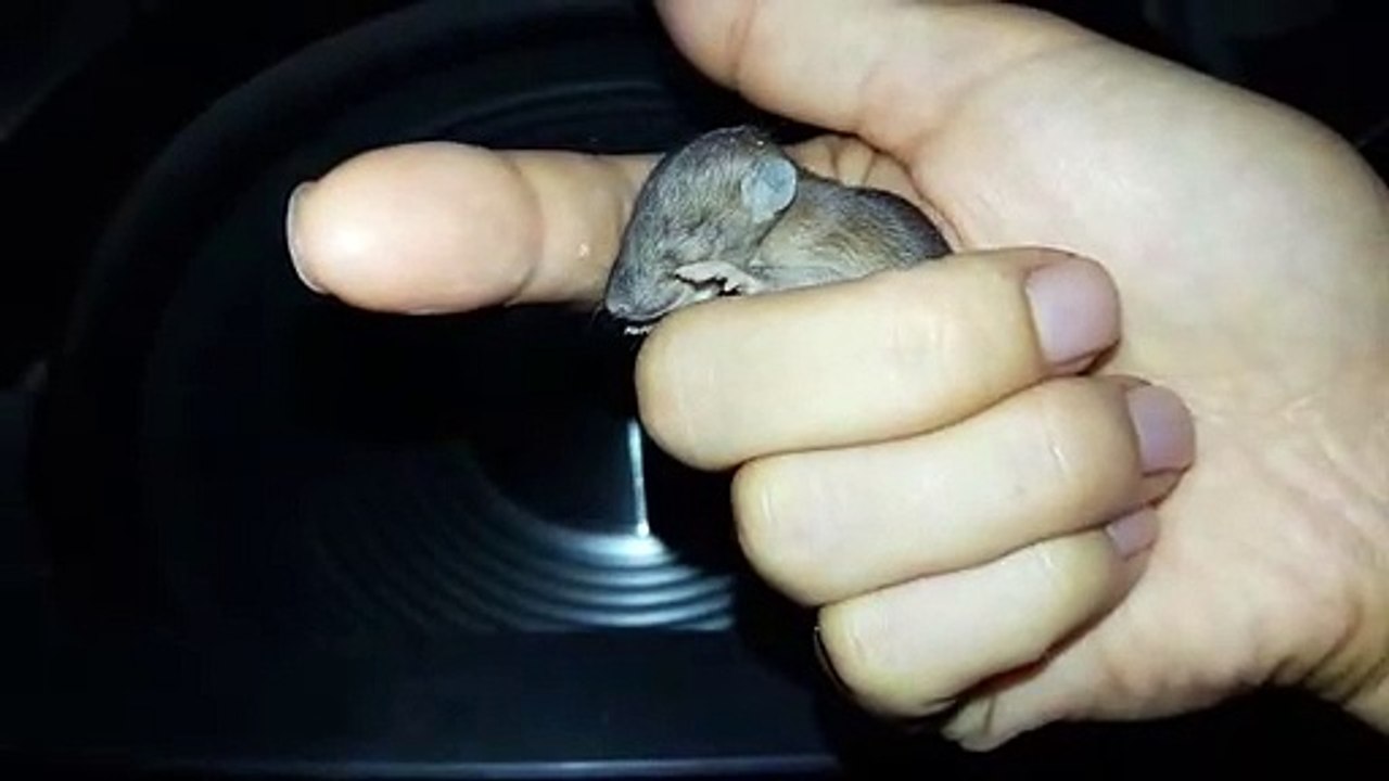 The little mouse that lost her real mother is in love