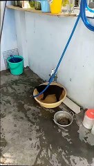 Puppy play in the water with ball