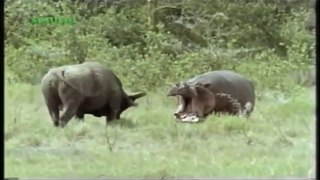 Hippo vs Cape Buffalo