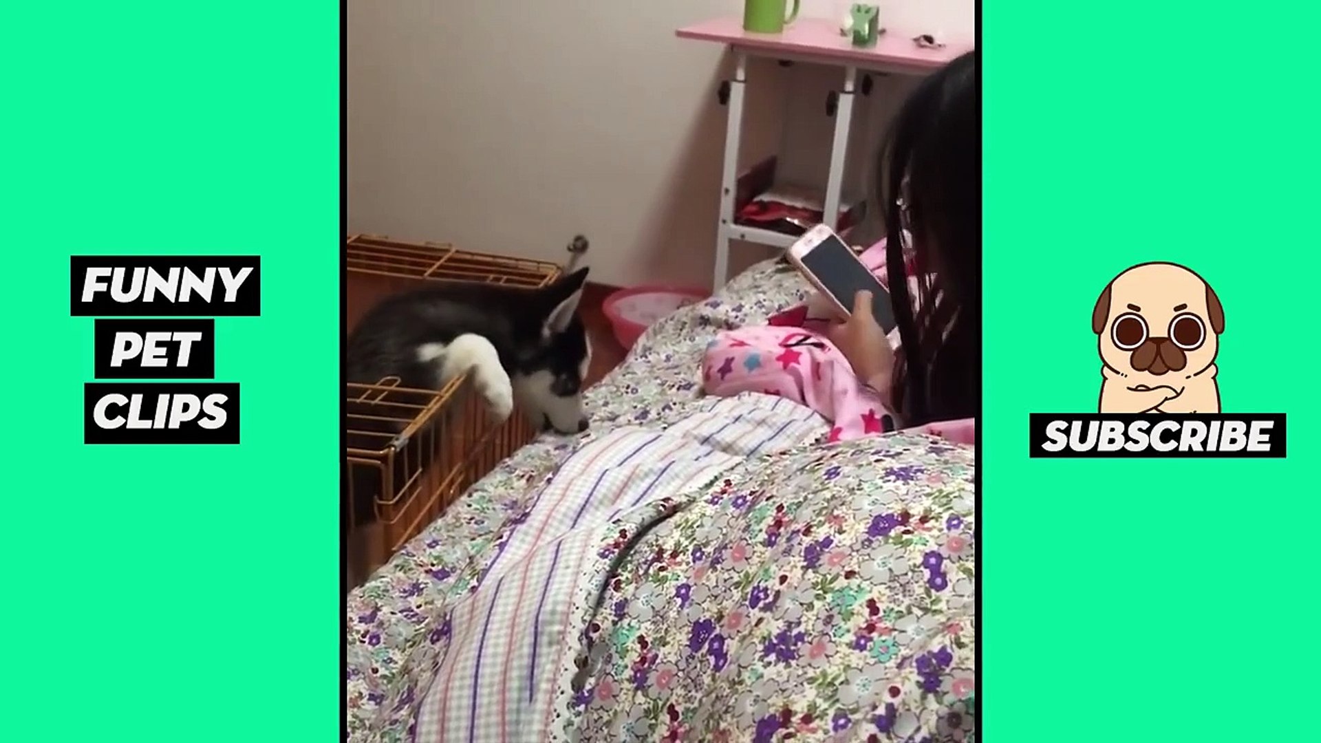 Tik Tok Pets: Funny Cute Animals #47