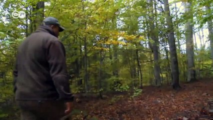 Ban on bear hunting in Romania | DW Documentary