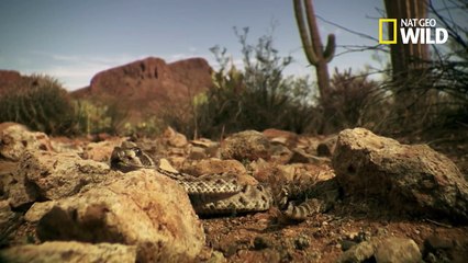 Koşucu Guguk Kuşu Ve Çınğıraklı Yılan Kapışması !