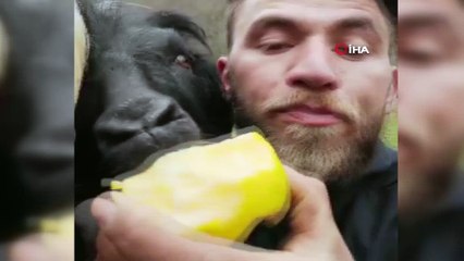 Rizeli çobanların keçileri ile imtihanı... Bu kez çobanın armut ve salatalıklarına ortak oldular